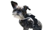 Wireless Realtime GPRS GSM GPS Tracking Collars for Dogs w/ Phone App Size:M