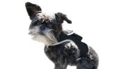 Global Pet Finder GPS Pet Tracker Waterproof MIni Collar Mount Device Size:XL